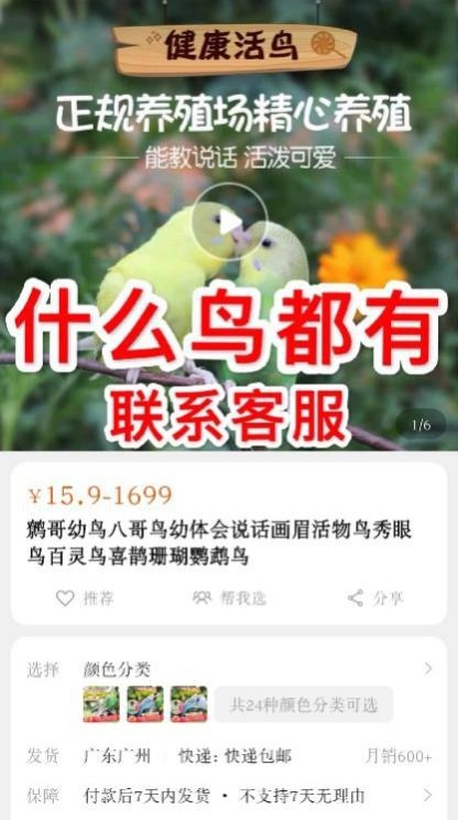 淘宝贴吧闲鱼成为鹩哥灰鹦鹉等国家保护鸟类非法交易场